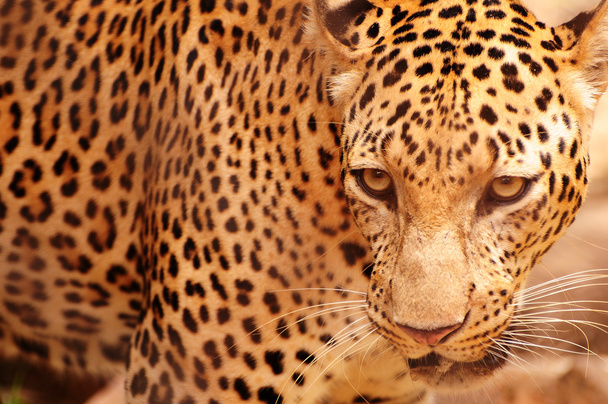λεοπάρδαλη πορτρέτο - Φωτογραφία, εικόνα