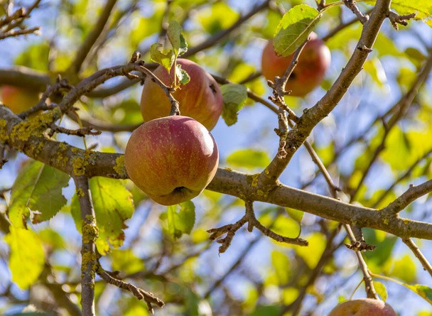 lage hoek schot toont een aantal zonnige verlichte appelvruchten opknoping op een boom in natuurlijke sfeer - Foto, afbeelding