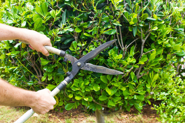 Miehet leikkaavat pensasta puutarhassa. Koti ja puutarha sisustus käsite - Valokuva, kuva