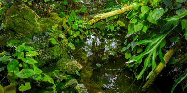szökőkút folyóvíz és szapora zöld növényzet - Fotó, kép