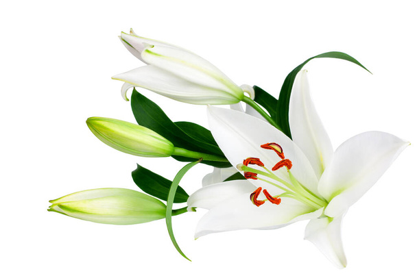 White lily flowers and buds with green leaves on white background isolated close up, lilies bunch, elegant bouquet, lillies floral pattern, romantic holiday greeting card, wedding invitation design - Photo, Image