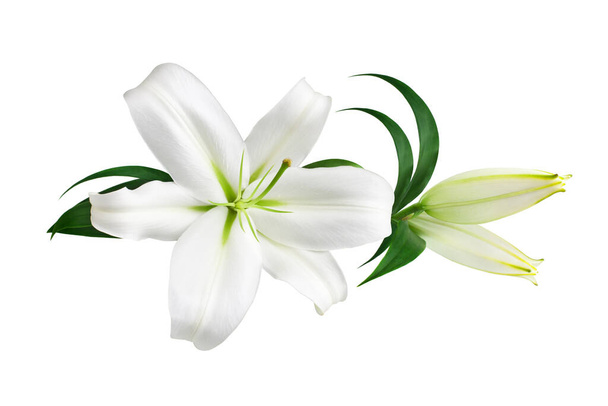 Biały kwiat lilii i pąki z zielonymi liśćmi na białym tle odizolowane zbliżenie, lilie kilka, lilie kwiatowy wzór, dekoracyjna granica, dekoracja kartki okolicznościowej, element projektu zaproszenia do ślubu - Zdjęcie, obraz