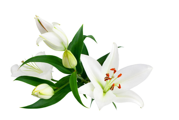 Białe lilie kwiaty i pąki z zielonymi liśćmi na białym tle odizolowane zbliżenie, lilie kilka, elegancki bukiet, lilie kwiatowy wzór, romantyczne wakacje kartka okolicznościowa, projekt zaproszenia weselnego - Zdjęcie, obraz