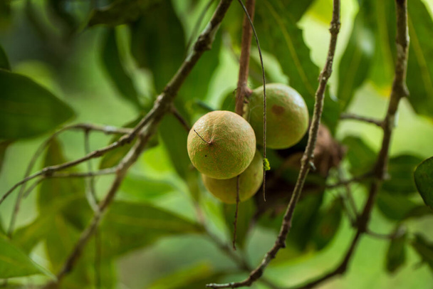 マカダミアナッツ収穫の準備ができて - 写真・画像