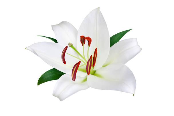 One big white lily flower with red stamens, pollen and green leaves on white background isolated closeup, beautiful lilly floral pattern, greeting card decorative design element, elegant wedding decor - Photo, Image