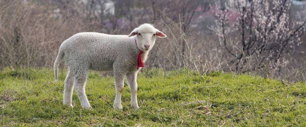 Koyunlar ve keçiler baharda yeşil çimlerde otlar. - Fotoğraf, Görsel