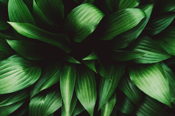 Creative layout made of green Hosta leaves. Flat lay. Nature background image. Hosta - plant for landscaping park and garden design. - Photo, image