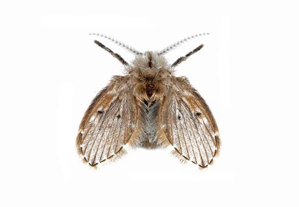 Macro photographie de papillon de nuit isolé sur fond blanc
 - Photo, image