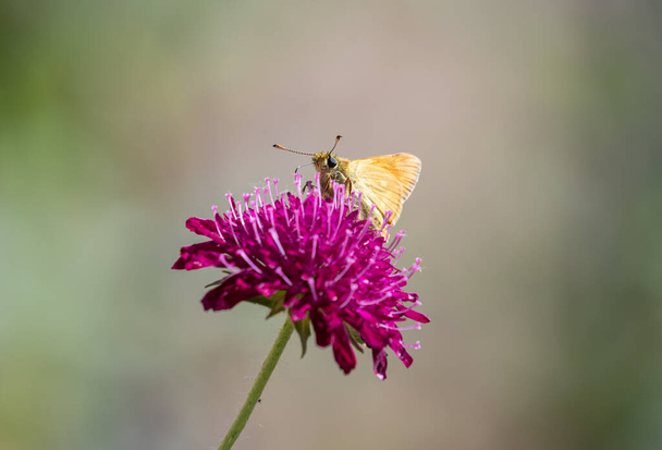 knautia macedonica, small tortoiseshell, butterfly, wildlife, insect, flying, flower, pink, brown, garden, green, beautiful, summer, nature, species, uk, england - Photo, Image