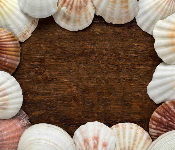 frame made of shells with a wooden background - Foto, Bild