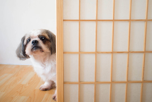 Χαριτωμένο σκυλί Shih Tzu ψάχνει με περίεργα μάτια και κάθεται στο ξύλινο πάτωμα πίσω από την ιαπωνική πόρτα στυλ στο σπίτι. Έννοια συμπεριφοράς και τρόπου ζωής των ζώων. - Φωτογραφία, εικόνα