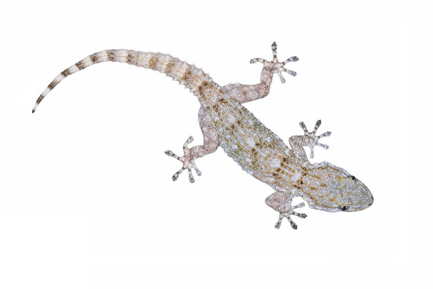 ヨーロッパの一般的なGecko 、 Tarentola mauritanica - 写真・画像