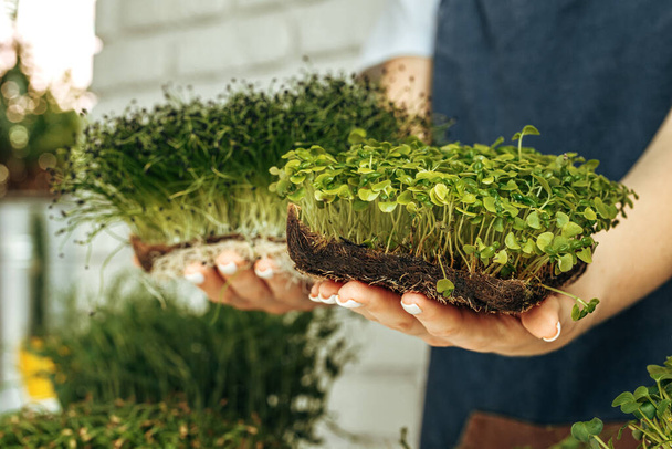 Hands of a woman holding trays with micro green - Foto, Bild
