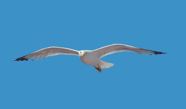 loe angle shot showing a flying gull in front of blue sky - Photo, Image
