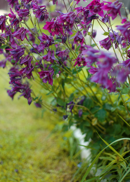 Lindas flores de aquilegia florescem ao ar livre na primavera para buquês e decorações de canteiro de flores
 - Foto, Imagem