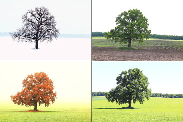 Abstract image of lonely tree in winter without leaves on snow, tree in spring on grass, tree in summer on grass with green foliage and autumn tree as symbol of four seasons - Photo, Image
