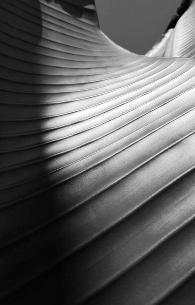 Großaufnahme von Blattfasern mit gewundenen Linien, die wie die futuristische Architektur eines Wolkenkratzers in Schwarz-Weiß wirkt - Foto, Bild