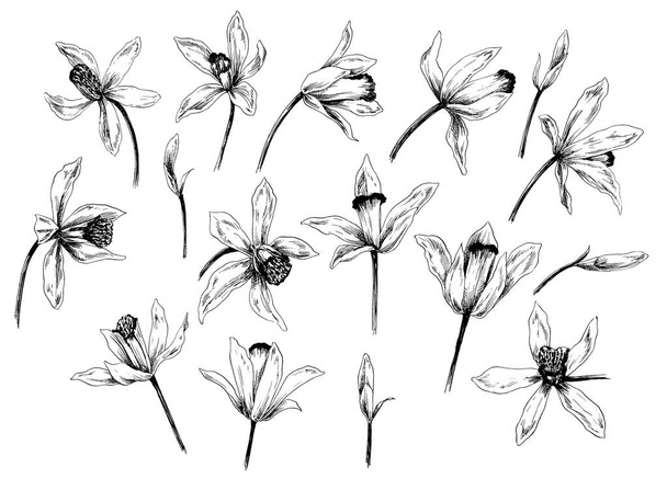 Ilustración dibujada a mano, flores y hojas
  - Foto, imagen
