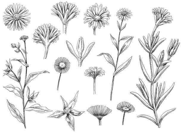 Ручна намальована ілюстрація, квіти і листя
  - Фото, зображення