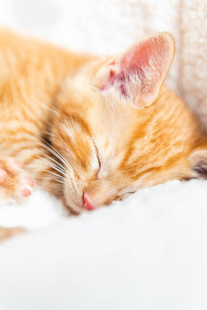 Cute ginger kitten sleeps - Photo, Image