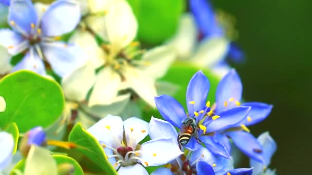 bee on the pollen of Lignum vitae blue white flowers - Footage, Video