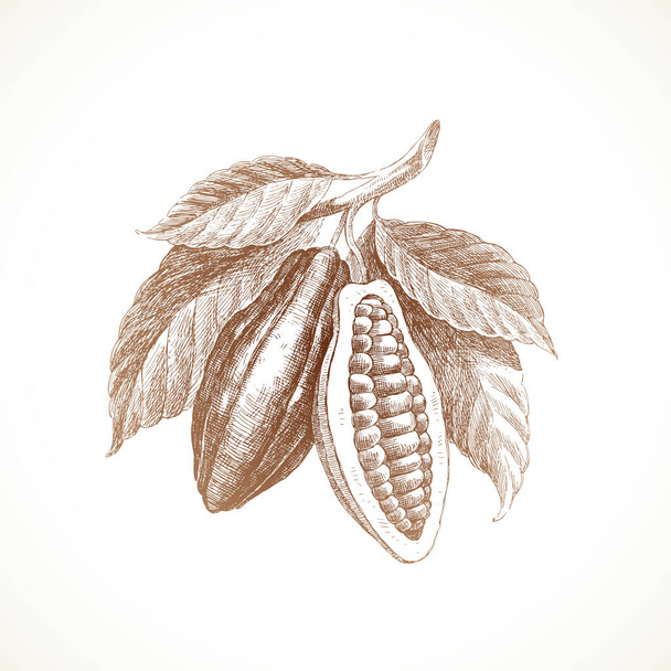 Hand drawn cocoa beans on branch with leaves. Vector illustration. - Vektor, kép