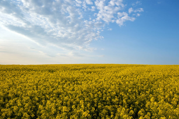 Landscape with blooming yellow rapeseed agricultural field and blue clear sky in spring. - Zdjęcie, obraz