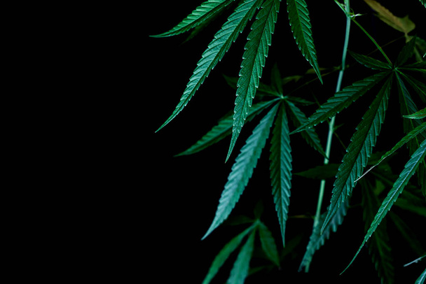 cannabis sobre fondo negro - Foto, imagen