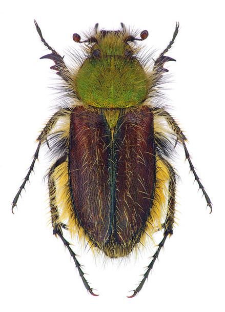 Een hommel-bijenkever (Glaphyridae) geïsoleerd op witte achtergrond (Pygopleurus foina) - Foto, afbeelding