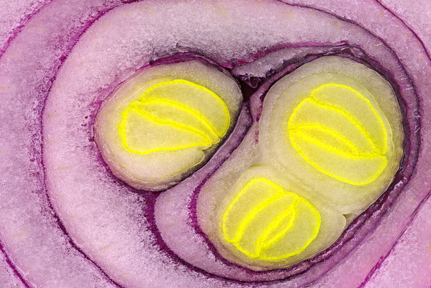 Detail of onion slice, with yellow buds in the middle - Photo, Image