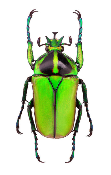 ネプチューン多色、アフリカの花の甲虫。オスの標本. - 写真・画像
