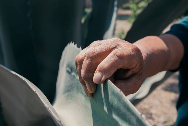 Hand nimmt eine grüne Agave oder Maguey-Pflanze - Foto, Bild