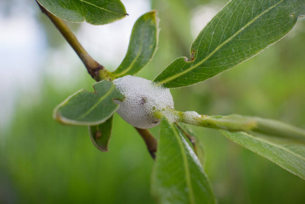 Vrba Aphrophoridae. Meadow spittlebug na větvích Salix alba. - Fotografie, Obrázek