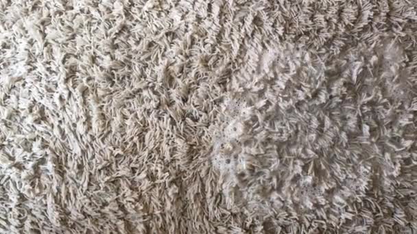 Punkt widzenia osoby czyszczącej dywan. - Materiał filmowy, wideo