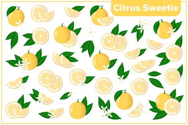 ベクトル漫画のイラストのセット全体,半分,カットスライス柑橘系の甘いエキゾチックな果物,花と白の背景に隔離された葉 - ベクター画像