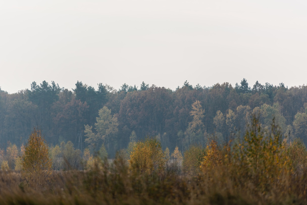 Grüne Bäume im Wald gegen grauen Himmel  - Foto, Bild