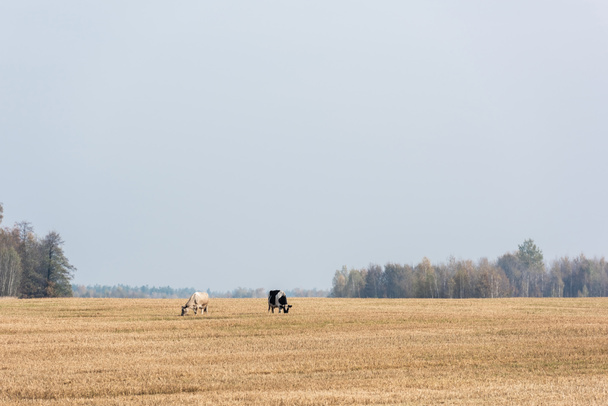 vacas de pie en el campo contra el cielo azul
  - Foto, Imagen