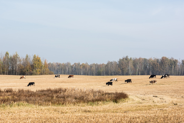 herd of cows standing in field against blue sky  - Φωτογραφία, εικόνα