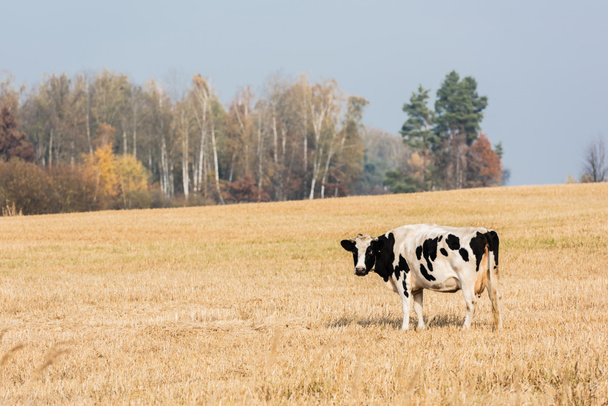 czarno-biała krowa stojąca na pastwisku przed błękitnym niebem  - Zdjęcie, obraz