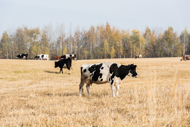 selective focus of herd of cows standing in pasture against blue sky  - Zdjęcie, obraz