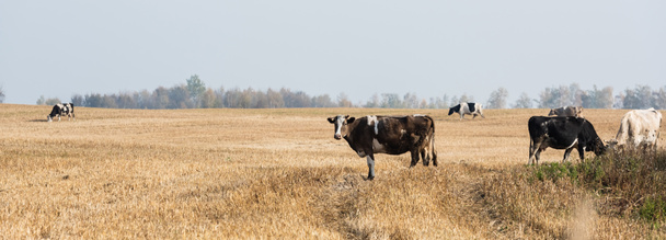 panoramisches Konzept von Kühen und Stieren auf der Weide  - Foto, Bild