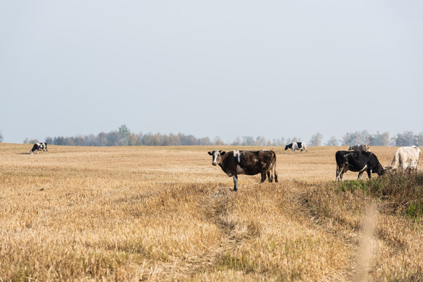 selective focus of herd of bulls and cows standing in pasture  - Фото, изображение