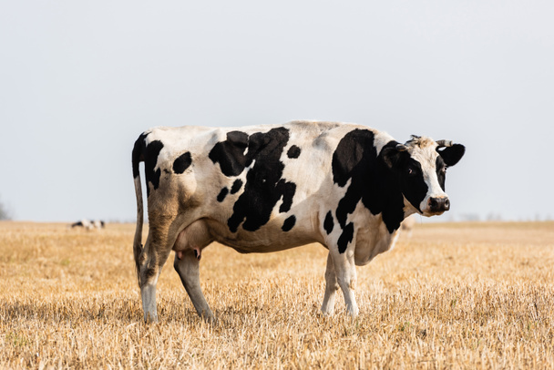 Schwarz-weiße Kuh steht im goldenen Feld und blickt in die Kamera - Foto, Bild