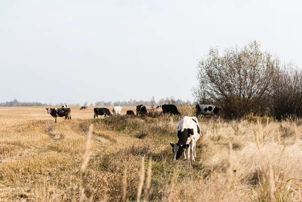 foco selectivo de rebaño de toros y vacas en el campo
  - Foto, Imagen