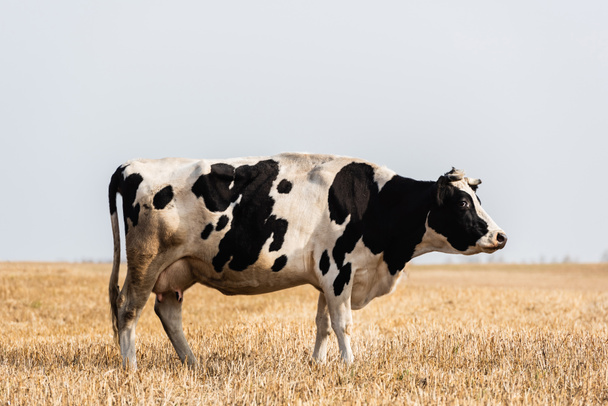 czarno-biała krowa stojąca na złotym polu  - Zdjęcie, obraz