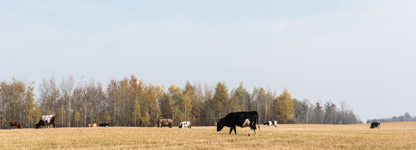 panoramic orientation of herd of bulls and cows standing in field  - Photo, Image