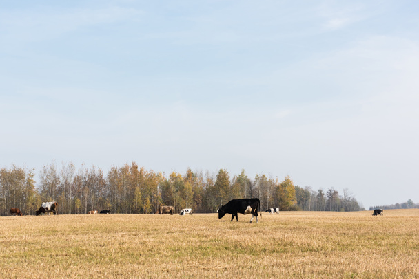 herd of bulls and cows standing in field against blue sky  - Photo, Image