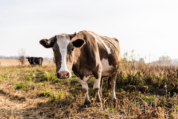 enfoque selectivo de la vaca mirando a la cámara mientras está de pie en el campo
  - Foto, Imagen