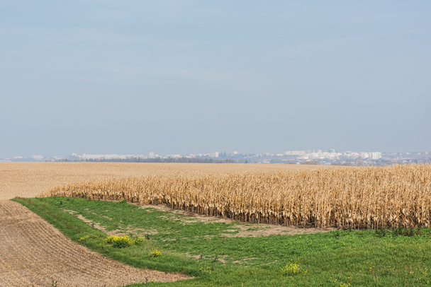 golden rye field near green grass against blue sky  - Photo, Image