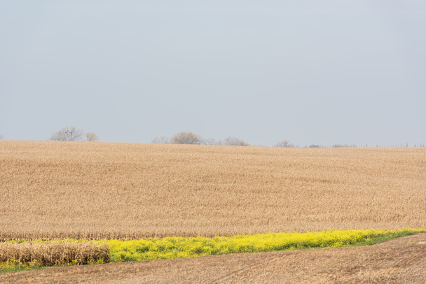 黄金の小麦畑の近くに黄色の花  - 写真・画像